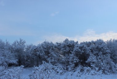 Kış orman kış köründe Noel'de kar yağışı sonra.