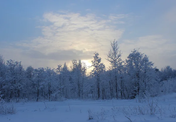 Winterwald nach Schneefall an Weihnachten mitten im Winter. — Stockfoto