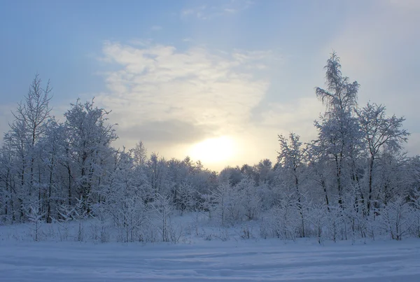 Winterwald nach Schneefall an Weihnachten mitten im Winter. — Stockfoto