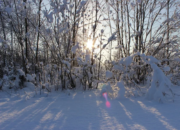 Winterwald nach Schneefall an Weihnachten in der toten Winte — Stockfoto