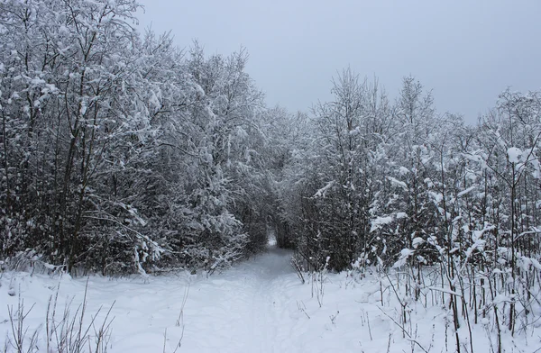 Winterwald und Straße nach Schneefall an Heiligabend in Flammen — Stockfoto