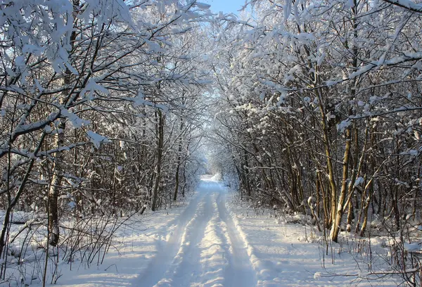 Winterwald und Straße nach Schneefall an Heiligabend in Flammen — Stockfoto