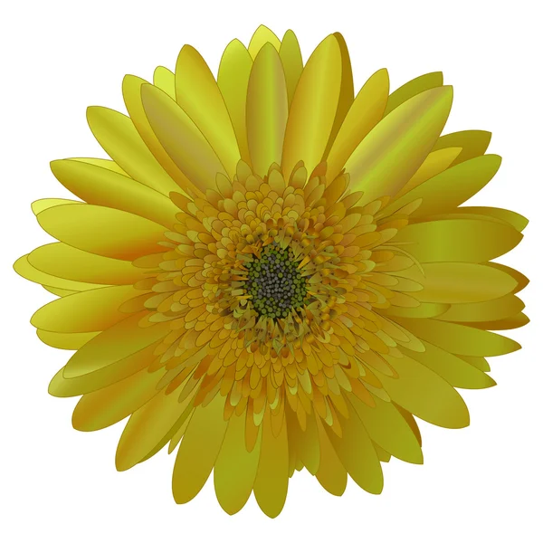Vector image sunny bright yellow Barberton daisy (Gerbera jamesonii). — Stock Vector
