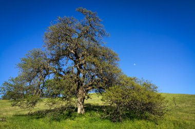 mavi gökyüzü görkemli meşe çerçeveler ayda