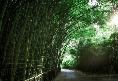 Yeşil bambu ağaçları ve taş patika boyunca