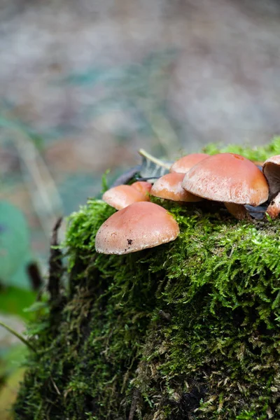 Pequenos Cogumelos Musgo Tronco — Fotografia de Stock