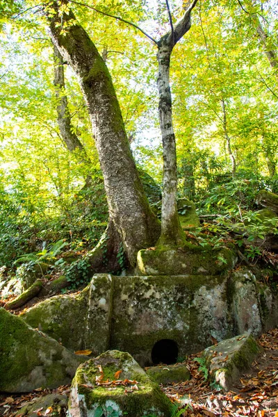 Tree Dolmen Green Wood — Zdjęcie stockowe
