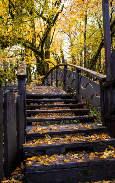 Stairs in the wood with autumn leaves