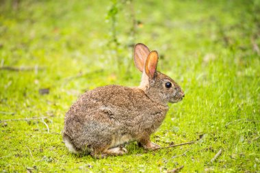 Tavşan tavşan - Sylvilagus