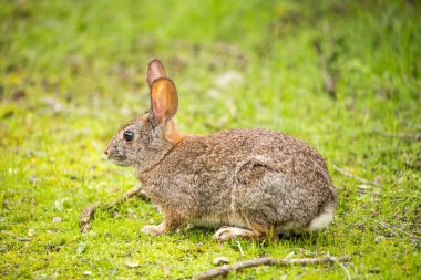 Tavşan tavşan - Sylvilagus