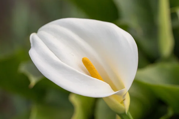 Calla Lelie (Arum-lily) bloeiwijze en schutblad — Stockfoto