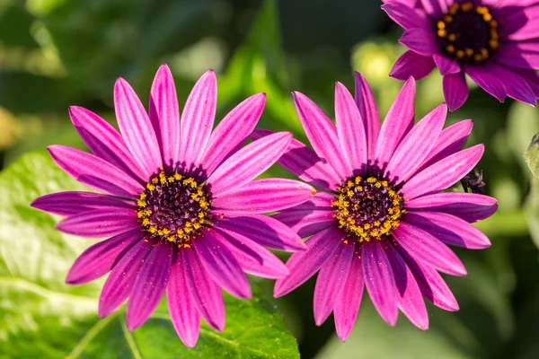 Michaelmas Daisy flowers — Stock Photo, Image