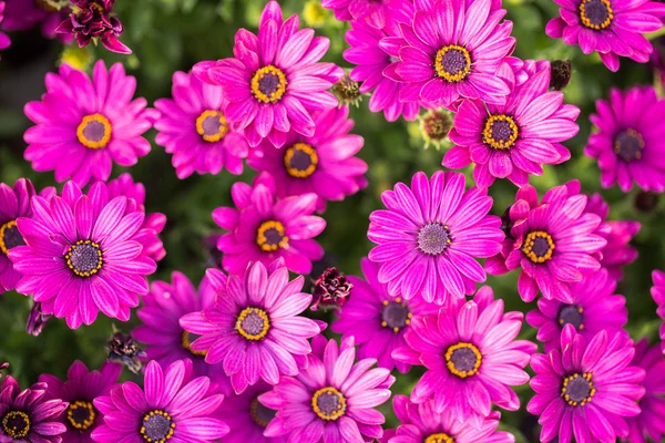 Michelmas Gänseblümchen-Blumen — Stockfoto