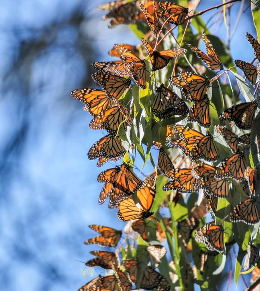 Monarcha motýlů - odraz plexippus — Stock fotografie
