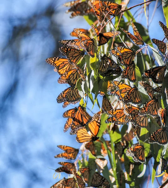 Borboletas-monarca - Danaus plexippus — Fotografia de Stock