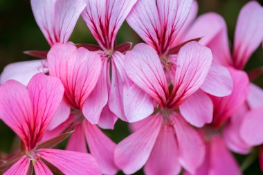 Beyaz ve pembe çiçekler ilkbaharda çiçek açan