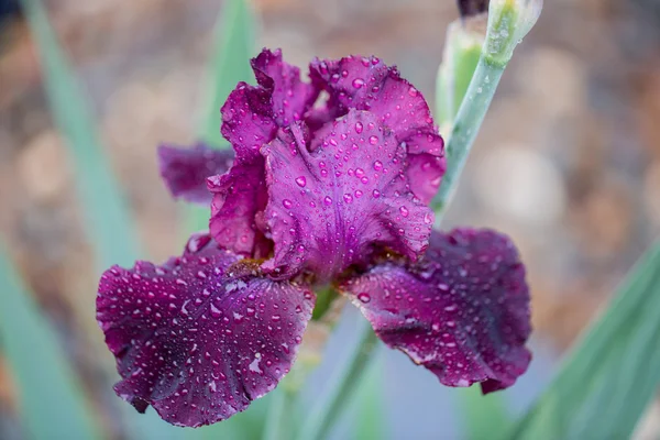 Lange baard Iris (Iris germanica) close-up in de regen. — Stockfoto