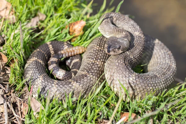 Északi-csendes-óceáni csörgőkígyó - Crotalus oreganus oreganus — Stock Fotó