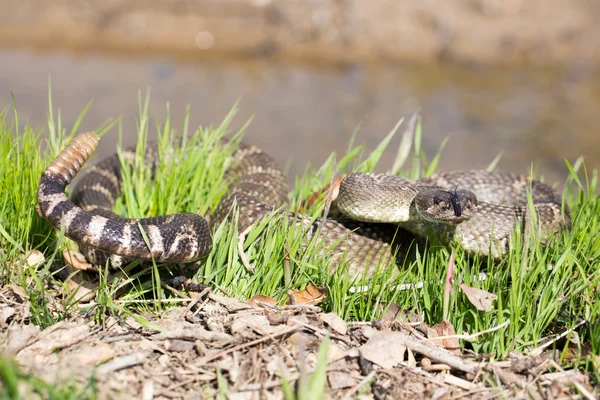 북부 평화로운 방울뱀-Crotalus oreganus oreganus — 스톡 사진