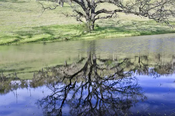 Roble de primavera y pastizales contra un estanque que refleja árboles — Foto de Stock