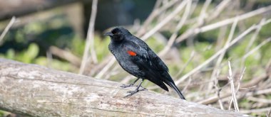 Kırmızı - kanatlı karakuş - Agelaius phoeniceus