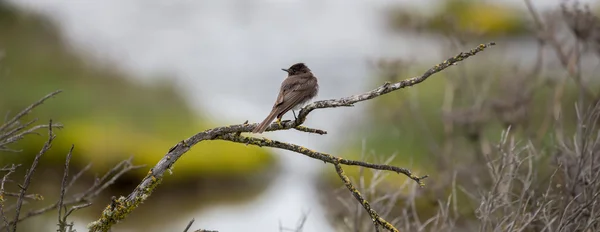 Americký Bushtit - Psaltriparus minimus — Stock fotografie