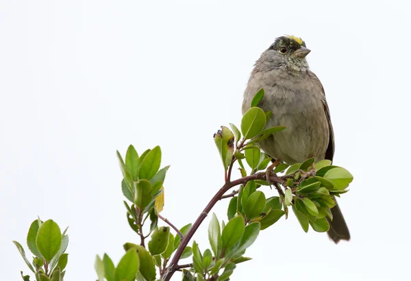 Guldkronad Sparrow - Zonotrichia atricapilla — Stockfoto