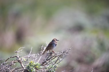 Song Sparrow - Melospiza melodia