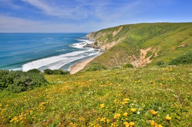 Pacific Ocean from Tomales Point Trail, Point Reyes National Seashore clipart