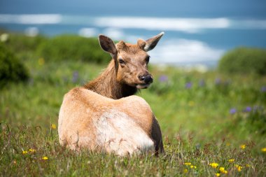 Tule Elk İnek (Cervus canadensis nannodes) yatarken ve uyarı geri bakarak.