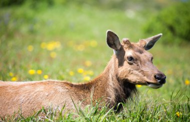 Tule Elk İnek (Cervus canadensis nannodes) Otlatma Yakın Çekim