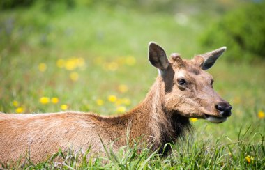 Tule Elk Cow (Cervus canadensis nannodes) Grazing Close-up clipart