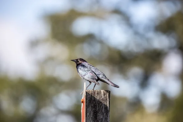 Pivovarská Blackbird - Euphagus cyanocephalus — Stock fotografie