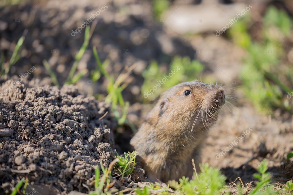 Botta S Pocket Gopher Thomomys Bottae Stock Photo C Yhelfman 107801392