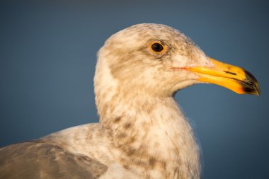 California Gull, Larus californicus clipart