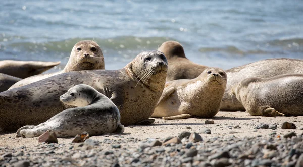 Focas del puerto - Phoca vitulina, Fitzgerald Marine Reserve, Moss Beach, California . — Foto de Stock