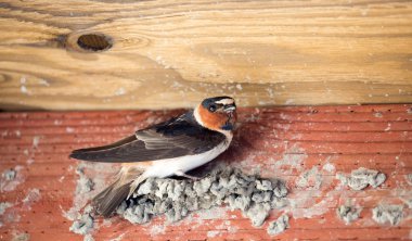 Cliff Swallow yetişkin kadın, ahşap yapının içindeki çamur topaklarından yuva yapıyor. Santa Clara County, Kaliforniya, ABD.