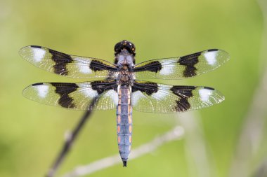 Eight-spotted Skimmer (Libellula forensic) Adult Male Perching. clipart