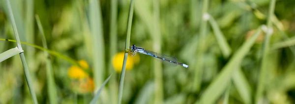 Levende danser (Argia vivida ) - Stock-foto