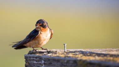 Kırlangıcı - Hirundo rustica