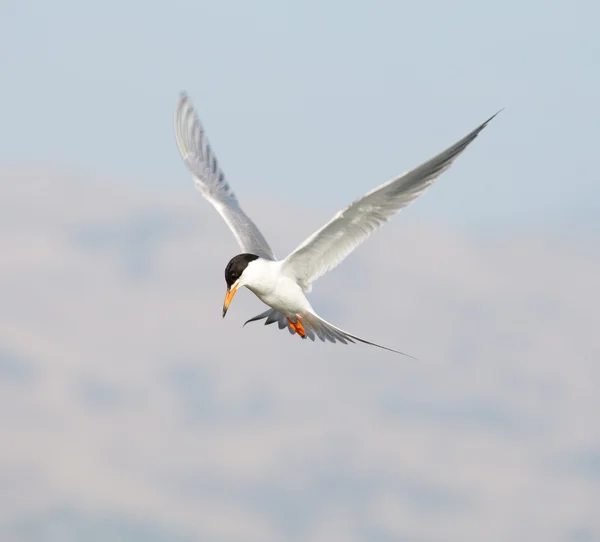 Forsters tärna (Sterna forsteri) under flygning — Stockfoto