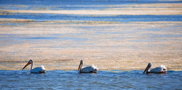 American White Pelicans (Pelecanus erythrorhynchos) wading in mossy bay — Stock Photo, Image