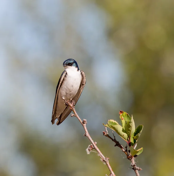 Boom Swallow - Tachycineta bicolor, volwassen, man — Stockfoto