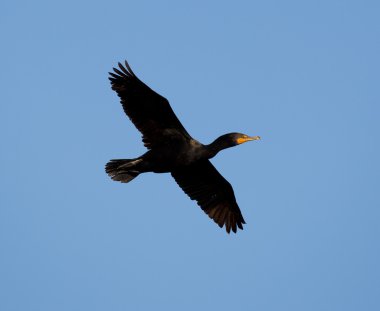 Double-crested Cormorant in flight; Alviso, CA clipart