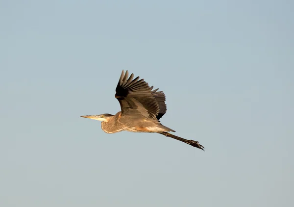 Great Blue Heron în zbor; Alviso, CA — Fotografie, imagine de stoc