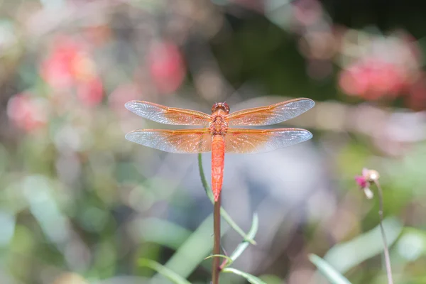 Chama (fogueira) Skimmer (libélula saturata libélula) empoleirado perto de uma lagoa . — Fotografia de Stock