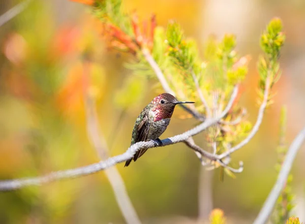 Anna 's Hummingbird - Calypte anna. Santa Cruz, CA — Foto de Stock