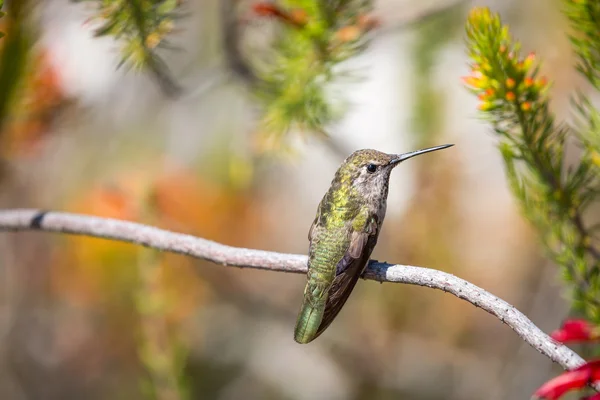 Anna 's Hummingbird - Calypte anna. Santa Cruz, CA — Foto de Stock