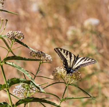 Çiçek nektarı besleme anason Swallowtail (Papilio zelicaon)