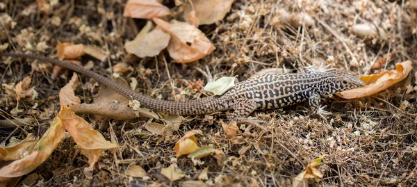 Kalifornská Whiptail (Aspidoscelis Tigris Munda), dospělá. — Stock fotografie